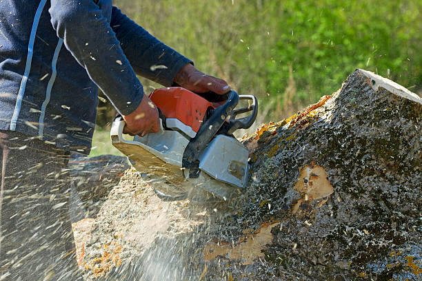 Best Stump Grinding Near Me  in California, MD